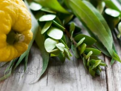 Sukkot Thanksgiving Lesson